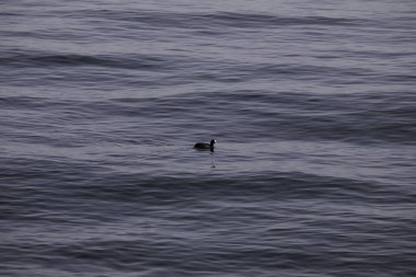Photoshoot oturumu sırasında uçan kuşları fotoğraflamak