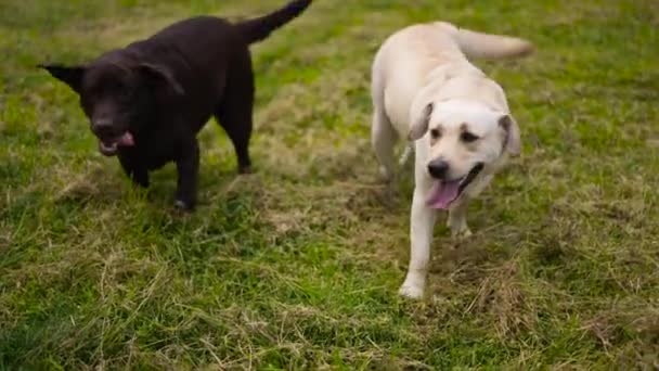 Labrador Retriever jugando en césped alto. Animales domésticos perros jugando — Vídeos de Stock
