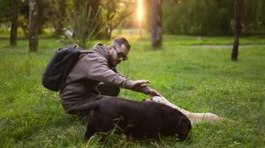 Köpek bakıcısı antrenman yapıyor ve parkta Labrador Retriever hayvanlarıyla oynaşıyor..