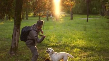 Köpek bakıcısı antrenman yapıyor ve parkta Labrador Retriever hayvanlarıyla oynaşıyor..