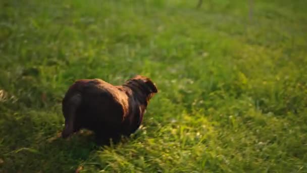 Домашние животные физической активности. Лабрадор щенок играет вокруг в луговой парк — стоковое видео