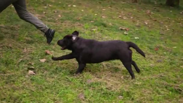 Pet γονέας παίζει με τους άνδρες καλύτερους φίλους - σκυλιά. Περνώντας χρόνο με Λαμπραντόρ. — Αρχείο Βίντεο