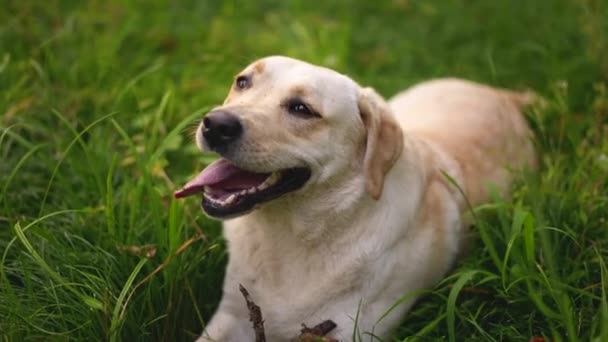 遊び心のある検索犬。高い草の間で公園で遊ぶ恐ろしいペットラブラドール. — ストック動画