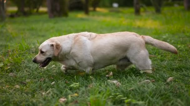 Labrador Retriever lurar runt i hög gräsmatta gräs. Husdjurshundar spelar — Stockvideo