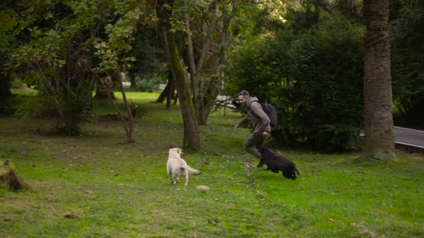 Dog handler trens e brincadeiras com Labrador Retrievers animais de estimação no parque. — Vídeo de Stock