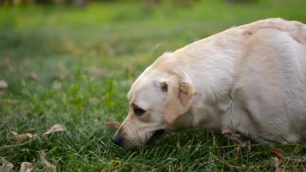 Zwierzęta domowe aktywność fizyczna. Labrador szczeniak bawi się w parku łąkowym — Wideo stockowe