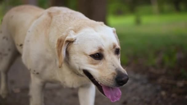 Playful retriever dog. Frisky pet Labrador playing in park among high grass. — Stock Video