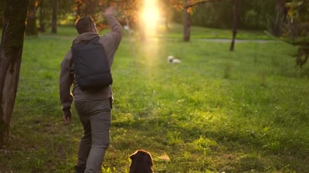 Mans towarzysze, rodzina i najlepsi przyjaciele. Człowiek bawi się, wygłupiając się ze zwierzątkiem Labradors — Wideo stockowe