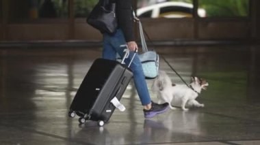 Evcil köpeklerle gezen, bavul ve çanta taşıyan biri..