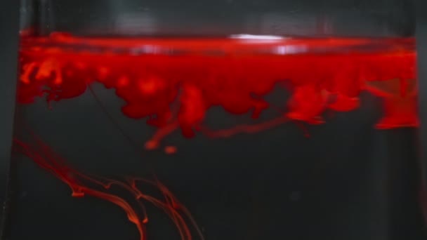 L'inchiostro rosso cade, le gocce scorrono nel liquido dell'acqua. Spruzzi di schizzo di tintura cremisi. — Video Stock