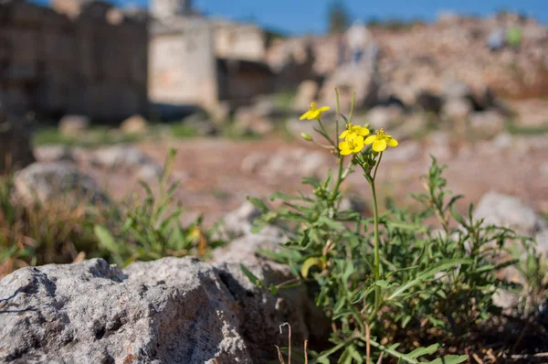 Flor de campo amarelo — Fotografia de Stock