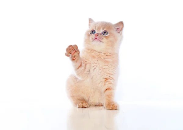 Plush kitten — Stock Photo, Image