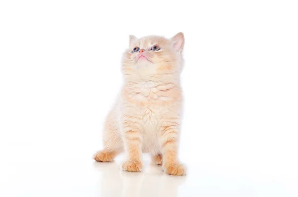 Plush kitten — Stock Photo, Image