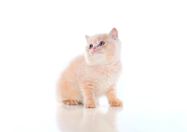 Plush kitten — Stock Photo, Image