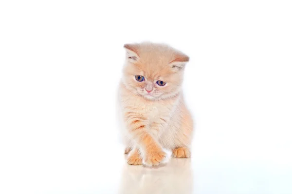 Plush kitten — Stock Photo, Image