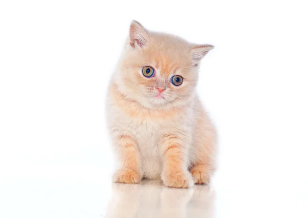 Plush kitten — Stock Photo, Image