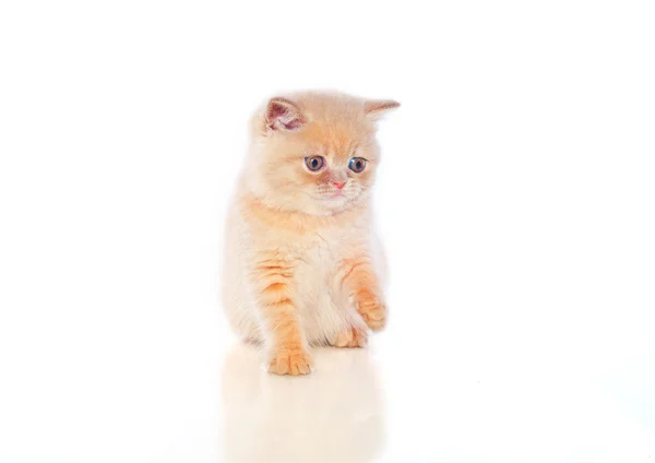 Plush kitten — Stock Photo, Image