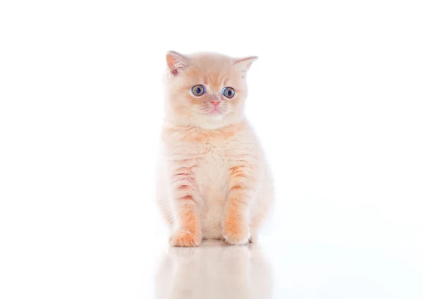 Plush kitten — Stock Photo, Image