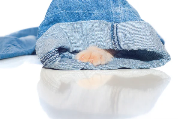 Fluffy pad of a red kitten — Stock Photo, Image