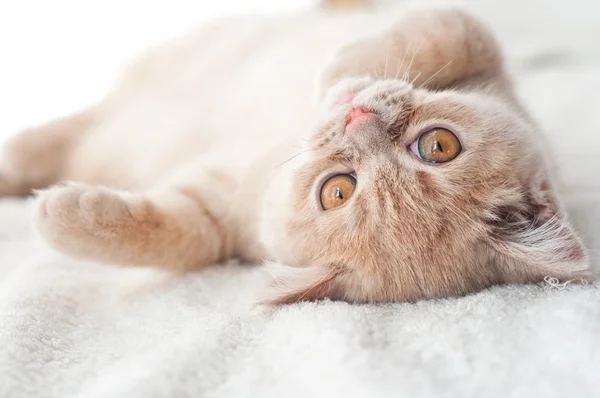 Fluffy kitten — Stock Photo, Image