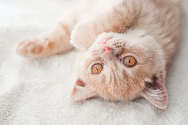 Fluffy kitten — Stock Photo, Image