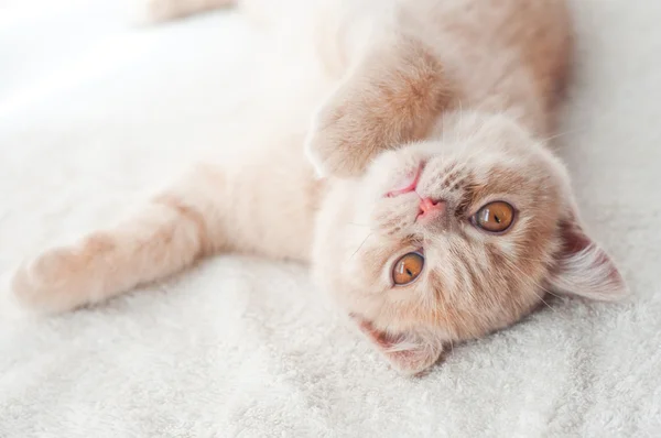 솜 털 고양이 로열티 프리 스톡 사진