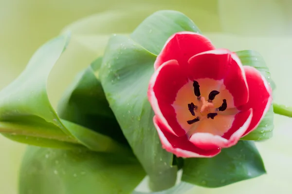 Piros tulipán — Stock Fotó