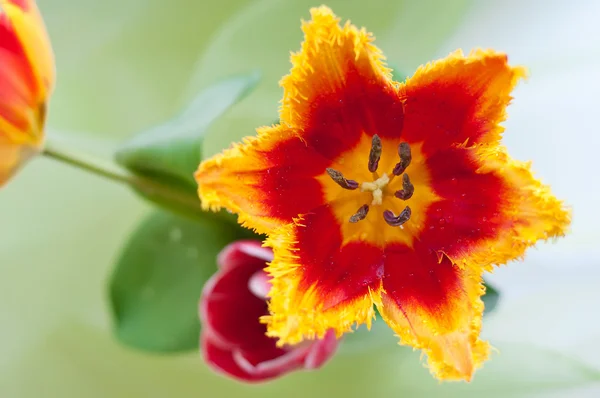 Bel tulipano — Foto Stock