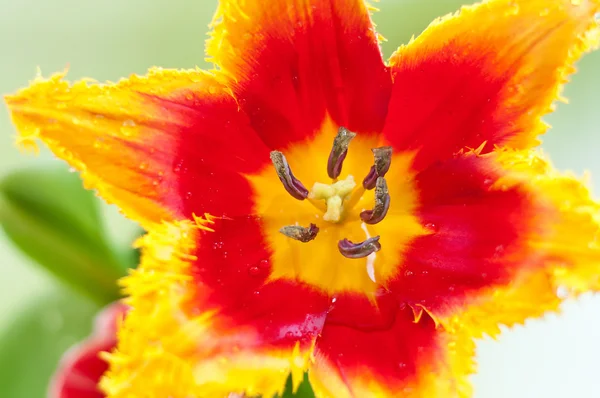 Beautiful tulip — Stock Photo, Image