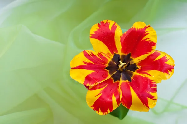 Krásný tulipán — Stock fotografie