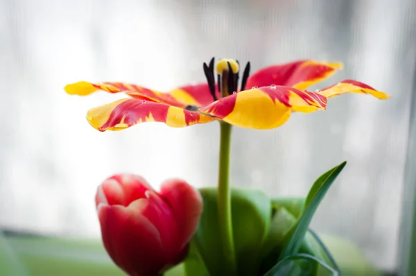 Prachtige tulp — Stockfoto