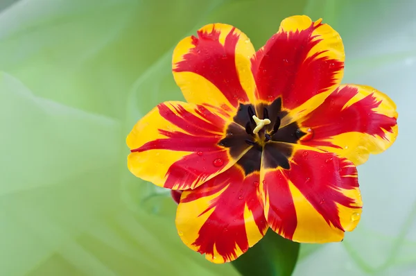 Gyönyörű tulipán — Stock Fotó