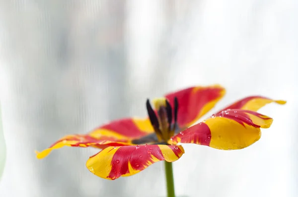 Beautiful tulip — Stock Photo, Image