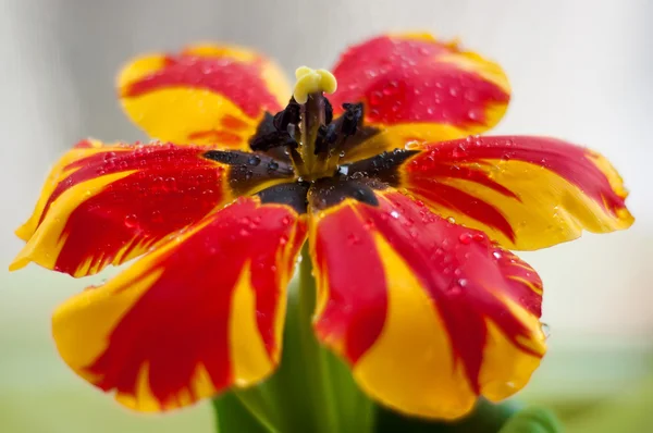 Hermoso tulipán — Foto de Stock