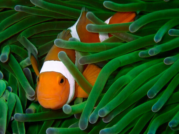 Beautiful macro shot of Western Clownfish in Tunku Abdul Rahman Park, Sabah. Borneo.