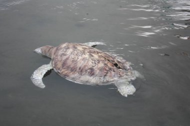 Turtle Kudat Marina sahilinde öldü, Sabah. Malezya, Borneo.