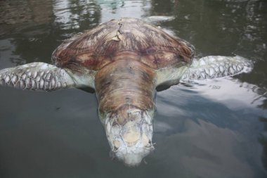 Turtle Kudat Marina sahilinde öldü, Sabah. Malezya, Borneo.