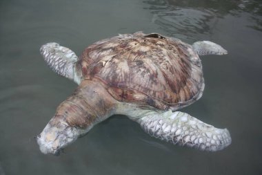 Turtle Kudat Marina sahilinde öldü, Sabah. Malezya, Borneo.