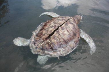 Turtle Kudat Marina sahilinde öldü, Sabah. Malezya, Borneo.