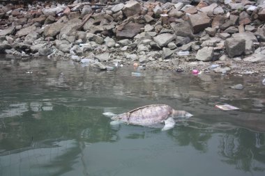 Turtle Kudat Marina sahilinde öldü, Sabah. Malezya, Borneo.