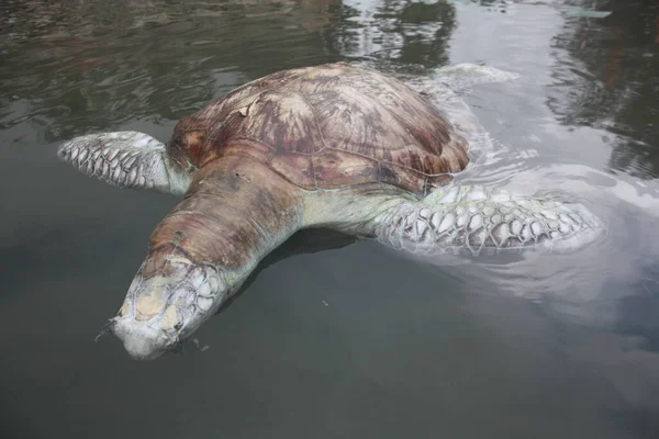 Skildpadde døde på kysten Kudat Marina, Sabah. Malaysia og Borneo. - Stock-foto