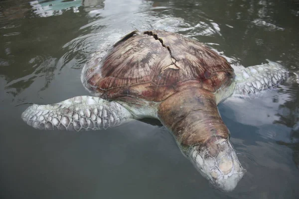 Skildpadde døde på kysten Kudat Marina, Sabah. Malaysia og Borneo. - Stock-foto