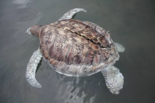 Turtle døde på land i Kudat Marina i Sabah. Malaysia, Borneo. – stockfoto