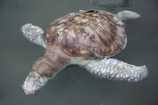 Turtle stierf op kust Kudat Marina, Sabah. Maleisië, Borneo. — Stockfoto