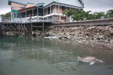 Turtle Kudat Marina sahilinde öldü, Sabah. Malezya, Borneo.