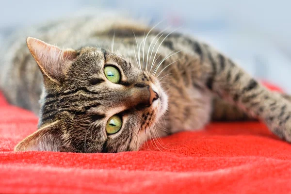 Gato relaxar — Fotografia de Stock