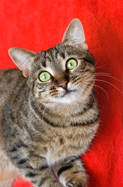 Tabby gato en rojo — Foto de Stock