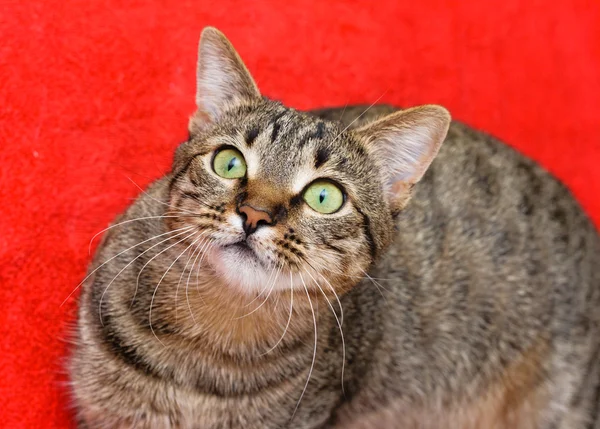 Tabby cat on red — Stock Photo, Image