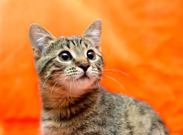 Olhada mais atenta de Gato de tabby assustado — Fotografia de Stock