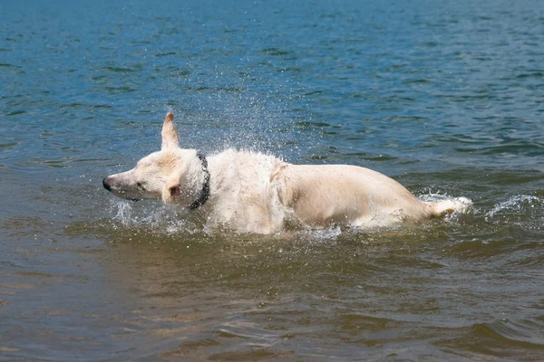 Köpek sallama — Stok fotoğraf